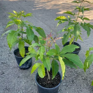 Live White Sapote Seedling Plant - 1 Gallon Nursery Pot, Established Rooted Fruit Tree - Image 1