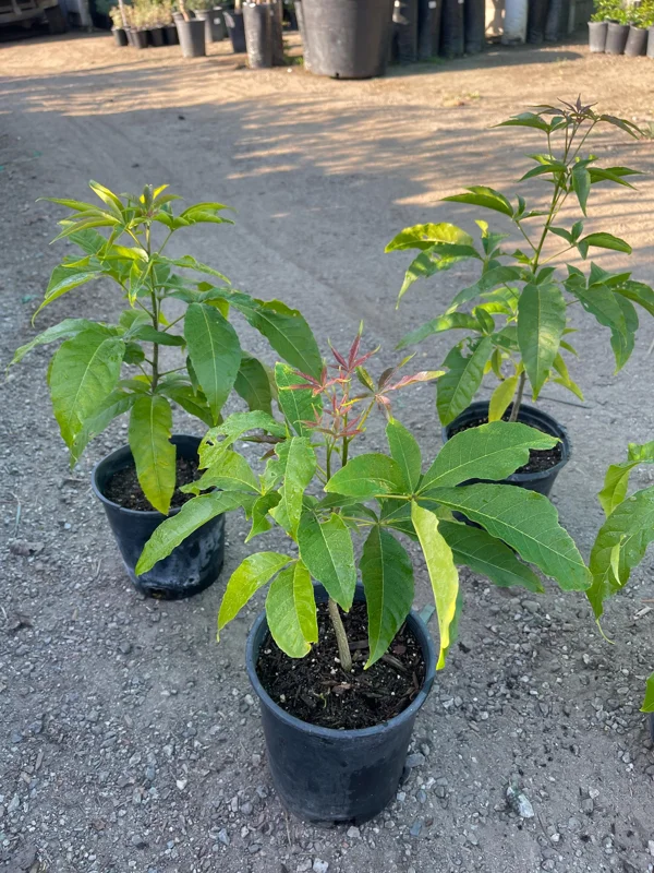 Live White Sapote Seedling Plant - 1 Gallon Nursery Pot, Established Rooted Fruit Tree - Image 1