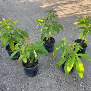 Live White Sapote Seedling Plant - 1 Gallon Nursery Pot, Established Rooted Fruit Tree - Image 2