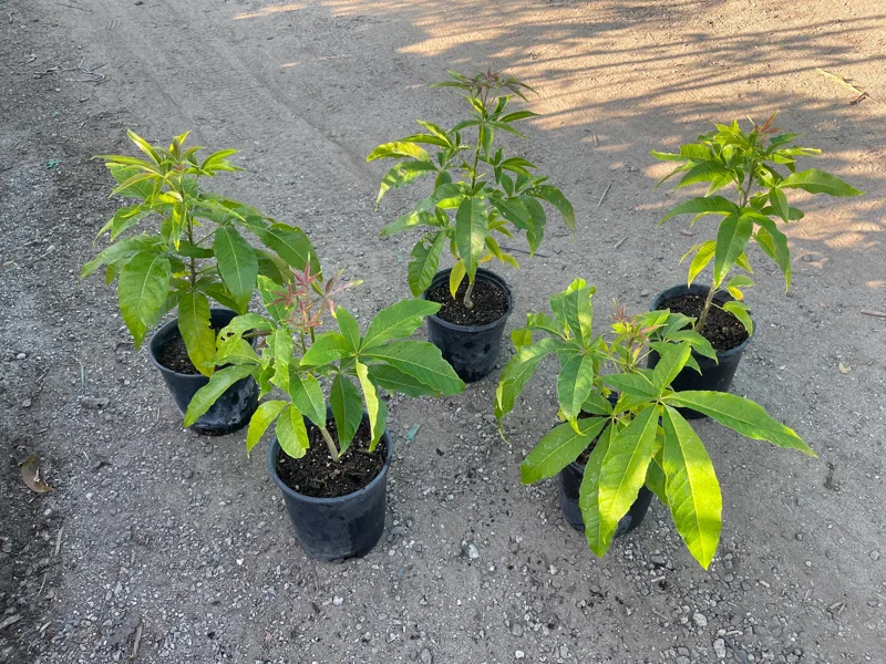 Live White Sapote Seedling Plant - 1 Gallon Nursery Pot, Established Rooted Fruit Tree - Image 2