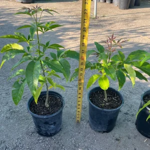 Live White Sapote Seedling Plant - 1 Gallon Nursery Pot, Established Rooted Fruit Tree - Image 3