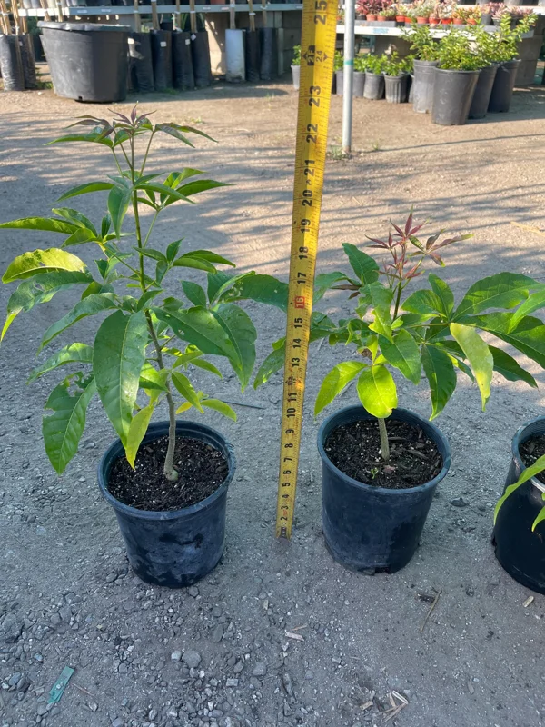Live White Sapote Seedling Plant - 1 Gallon Nursery Pot, Established Rooted Fruit Tree - Image 3