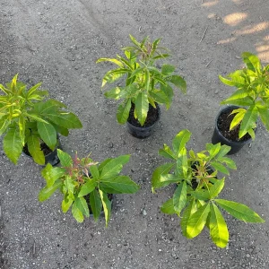 Live White Sapote Seedling Plant - 1 Gallon Nursery Pot, Established Rooted Fruit Tree - Image 4