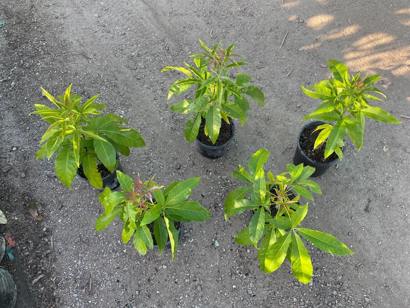 Live White Sapote Seedling Plant - 1 Gallon Nursery Pot, Established Rooted Fruit Tree - Image 4