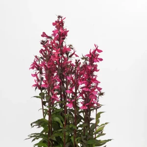 Lobelia Starship Deep Rose Cardinal Flower Perennial Live Plant - Image 2