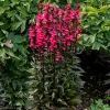 Lobelia Starship Deep Rose Cardinal Flower Perennial Live Plant - Image 1