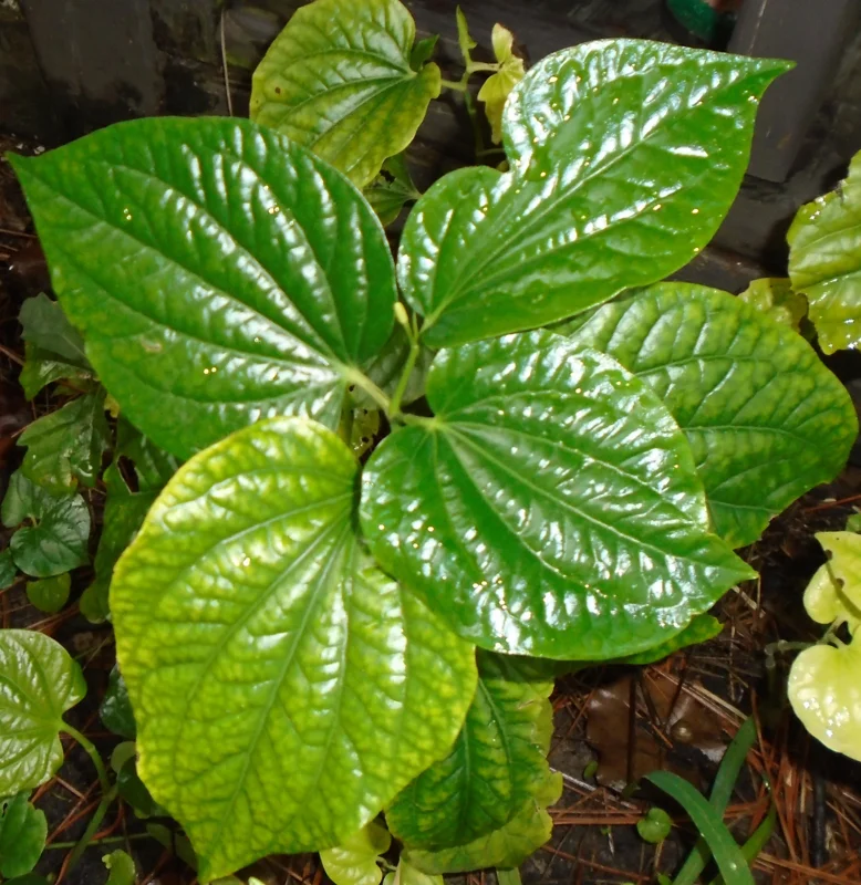 Lolot Betel Leaves Bare Roots Live Plant - Set of 10 Piper Sarmentosum, Culinary Herb, Outdoor - Image 2