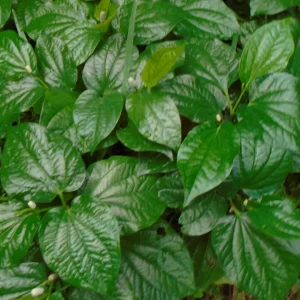 Lolot Betel Leaves Bare Roots Live Plant - Set of 10 Piper Sarmentosum, Culinary Herb, Outdoor - Image 3