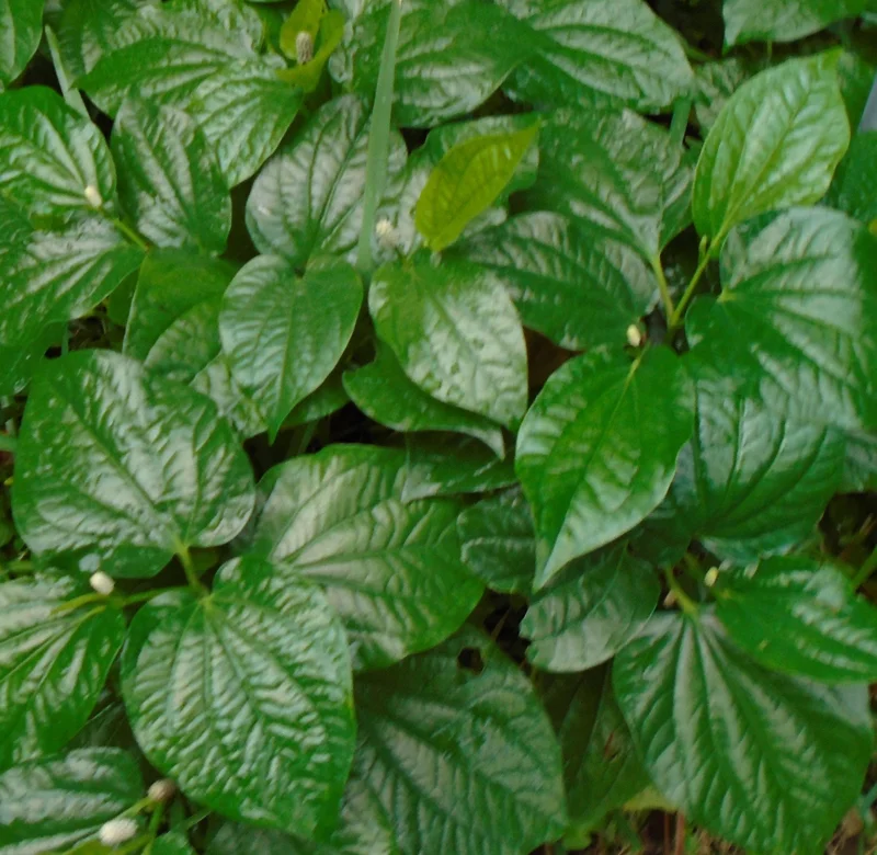 Lolot Betel Leaves Bare Roots Live Plant - Set of 10 Piper Sarmentosum, Culinary Herb, Outdoor - Image 3