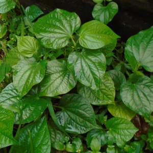 Lolot Betel Leaves Bare Roots Live Plant - Set of 10 Piper Sarmentosum, Culinary Herb, Outdoor - Image 4