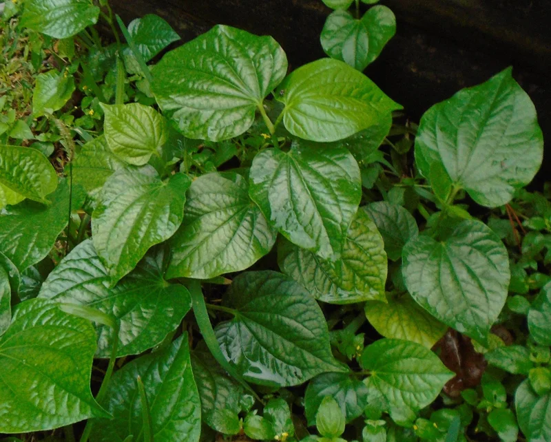 Lolot Betel Leaves Bare Roots Live Plant - Set of 10 Piper Sarmentosum, Culinary Herb, Outdoor - Image 4