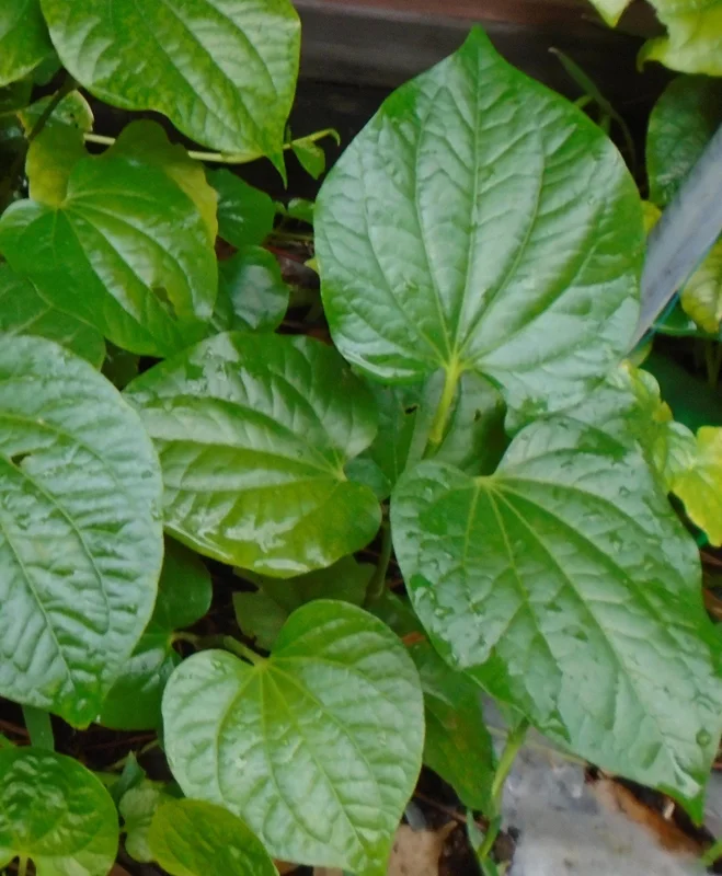 Lolot Betel Leaves Bare Roots Live Plant - Set of 10 Piper Sarmentosum, Culinary Herb, Outdoor - Image 1