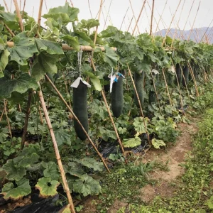 Long Winter Melon Live Plant – 4 Inch Pot, 6-8 Inch Height – Annual Vine - Image 3
