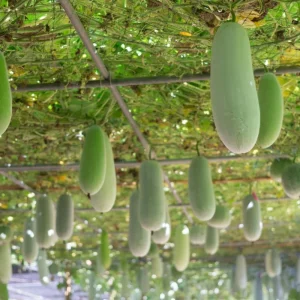 Long Winter Melon Live Plant – 4 Inch Pot, 6-8 Inch Height – Annual Vine - Image 4