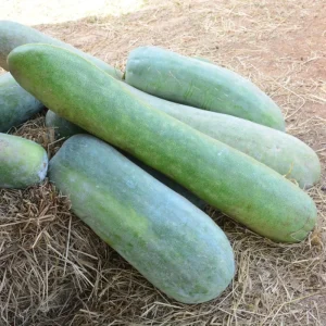 Long Winter Melon Live Plant – 4 Inch Pot, 6-8 Inch Height – Annual Vine - Image 5