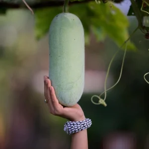 Long Winter Melon Live Plant – 4 Inch Pot, 6-8 Inch Height – Annual Vine - Image 6