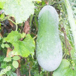 Long Winter Melon Live Plant – 4 Inch Pot, 6-8 Inch Height – Annual Vine - Image 1