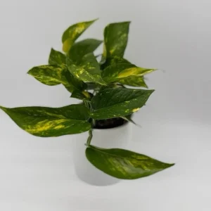 Low Light Plant Bundle – 3 Easy-Care House Plants – Live Indoor Plant Collection - Image 2