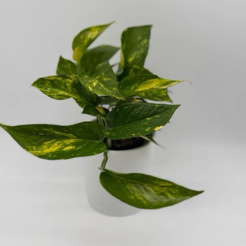 Low Light Plant Bundle – 3 Easy-Care House Plants – Live Indoor Plant Collection - Image 2