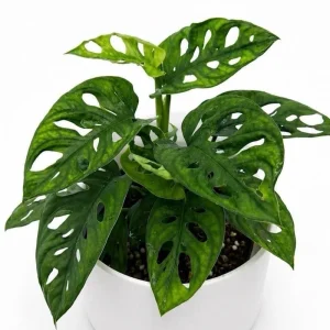 Low Light Plant Bundle – 3 Easy-Care House Plants – Live Indoor Plant Collection - Image 3