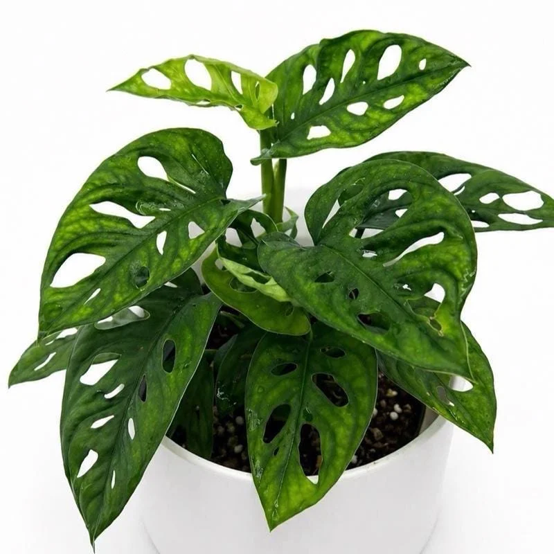 Low Light Plant Bundle – 3 Easy-Care House Plants – Live Indoor Plant Collection - Image 3