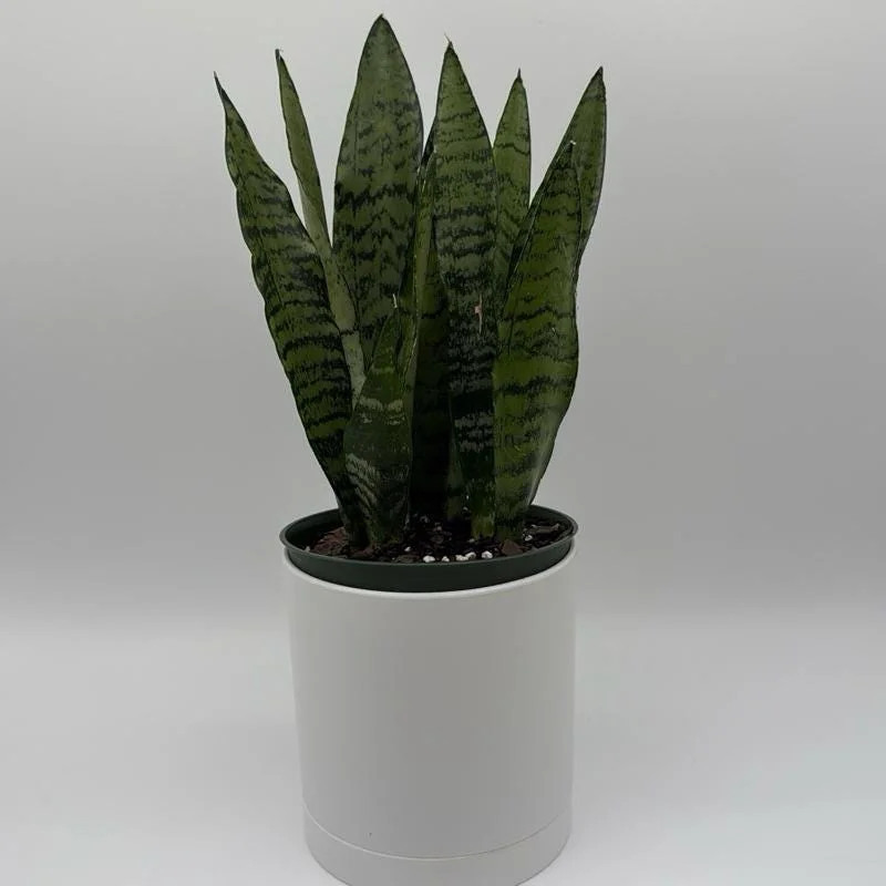 Low Light Plant Bundle – 3 Easy-Care House Plants – Live Indoor Plant Collection - Image 4