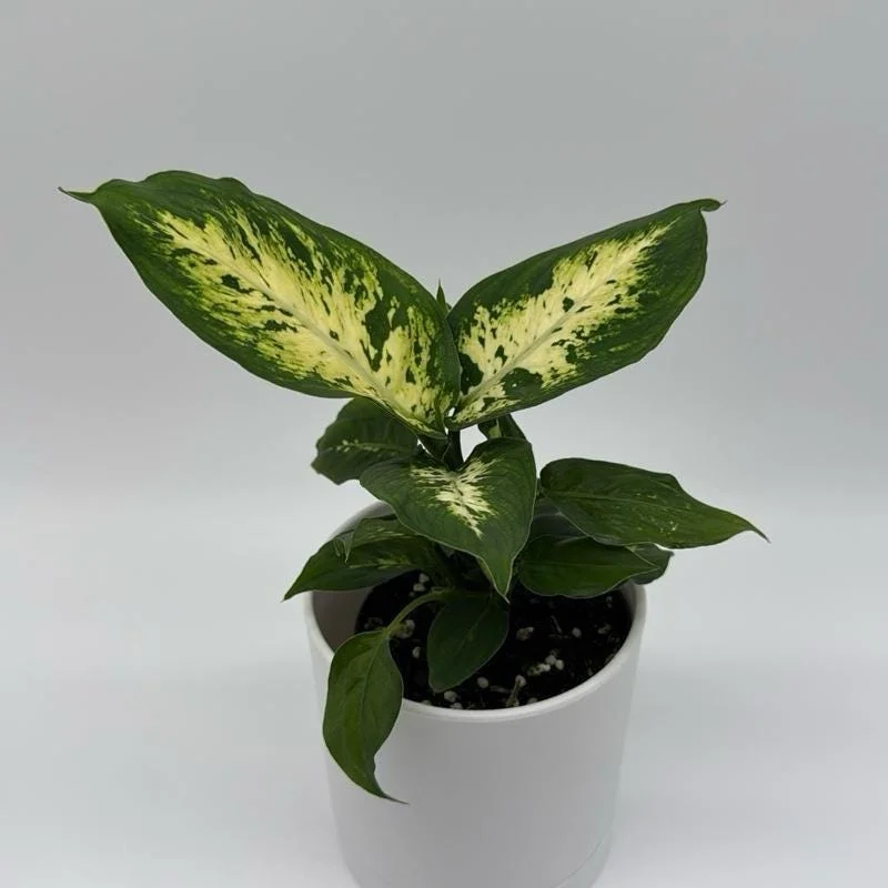 Low Light Plant Bundle – 3 Easy-Care House Plants – Live Indoor Plant Collection - Image 7