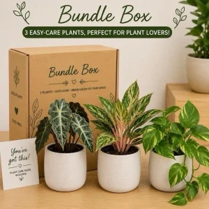 Low Light Plant Bundle – 3 Easy-Care House Plants – Live Indoor Plant Collection - Image 8