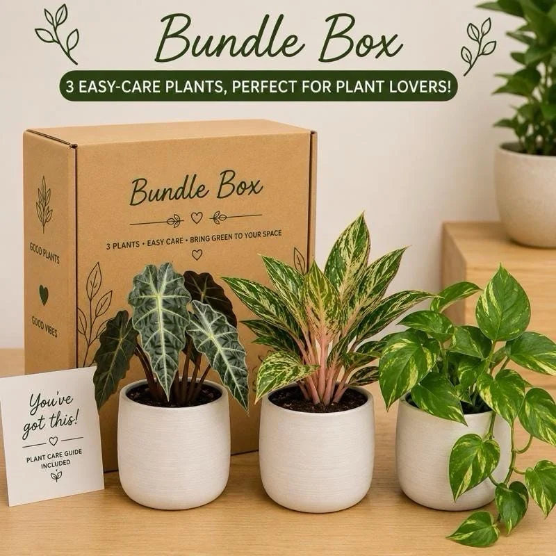 Low Light Plant Bundle – 3 Easy-Care House Plants – Live Indoor Plant Collection - Image 8