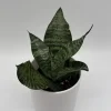 Low Light Plant Bundle – 3 Easy-Care House Plants – Live Indoor Plant Collection - Image 1