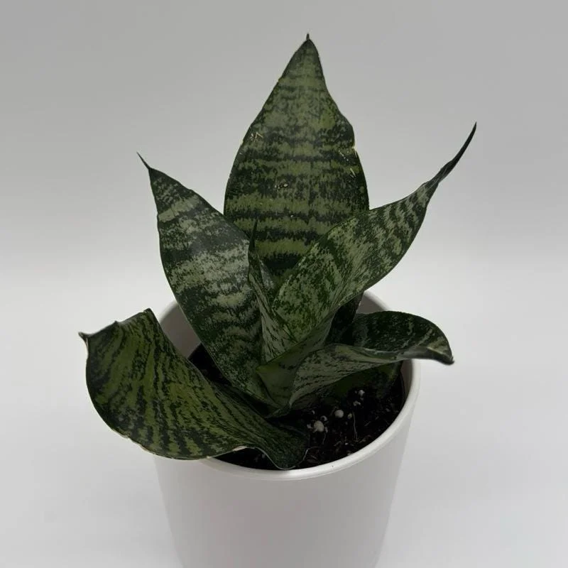 Low Light Plant Bundle – 3 Easy-Care House Plants – Live Indoor Plant Collection - Image 1
