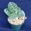 Macodes petola Jewel Orchid Live Plant – Rooted, 2.5" Pot, Indoor - Image 1