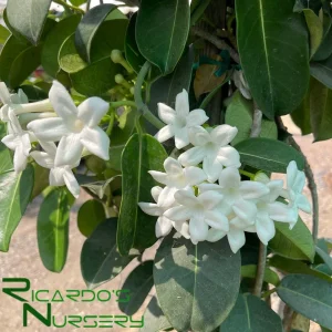 Madagascar Jasmine Live Plant - Stephanotis floribunda - 1 Gallon Pot - Image 2