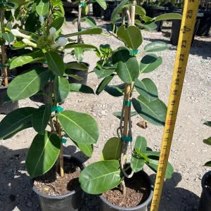 Madagascar Jasmine Live Plant - Stephanotis floribunda - 1 Gallon Pot - Image 3