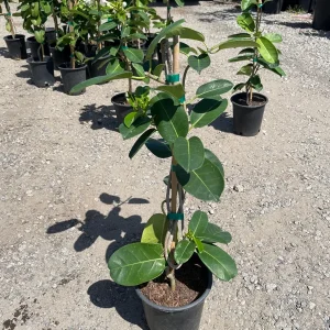 Madagascar Jasmine Live Plant - Stephanotis floribunda - 1 Gallon Pot - Image 4