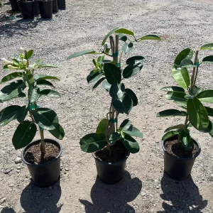 Madagascar Jasmine Live Plant - Stephanotis floribunda - 1 Gallon Pot - Image 5