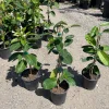 Madagascar Jasmine Live Plant - Stephanotis floribunda - 1 Gallon Pot - Image 1