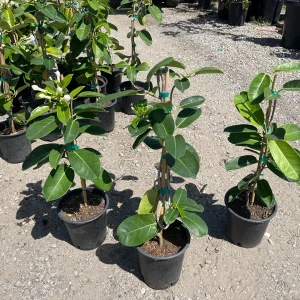 Madagascar Jasmine Live Plant - Stephanotis floribunda - 1 Gallon Pot - Image 1