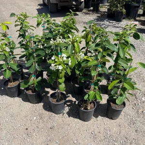 Madagascar Jasmine Live Plant - Stephanotis floribunda - 1 Gallon Pot - Image 6