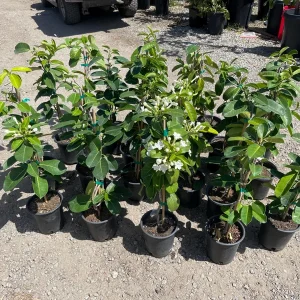 Madagascar Jasmine Live Plant - Stephanotis floribunda - 1 Gallon Pot - Image 7