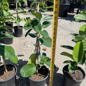 Madagascar Jasmine Live Plant - Stephanotis floribunda - 1 Gallon Pot - Image 8
