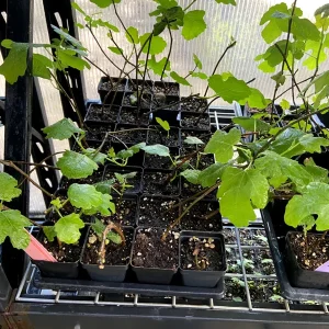 Magnolia Fig Tree - Live Fruiting Ficus Carica Plant - Outdoor Fruit Tree - Image 3