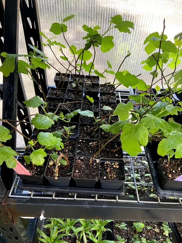 Magnolia Fig Tree - Live Fruiting Ficus Carica Plant - Outdoor Fruit Tree - Image 3