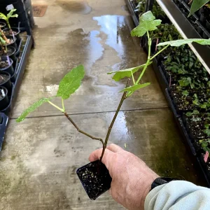 Magnolia Fig Tree - Live Fruiting Ficus Carica Plant - Outdoor Fruit Tree - Image 4