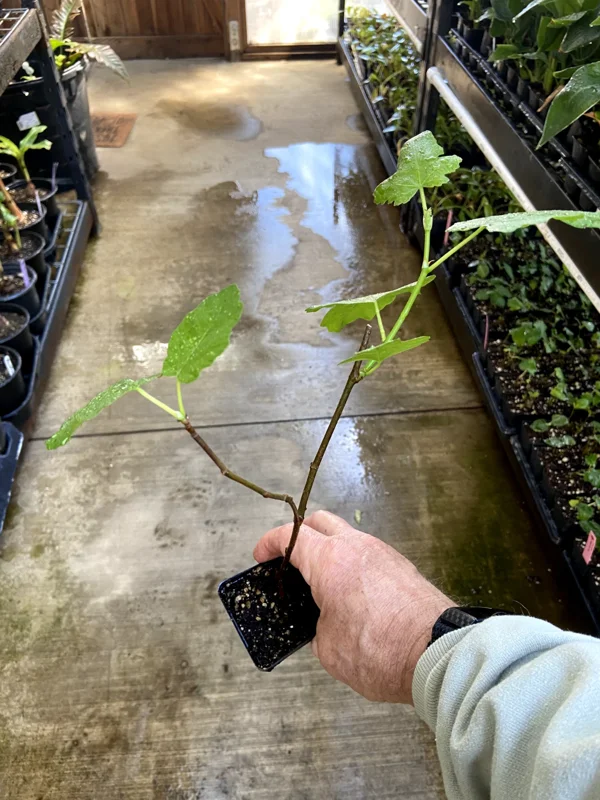 Magnolia Fig Tree - Live Fruiting Ficus Carica Plant - Outdoor Fruit Tree - Image 4