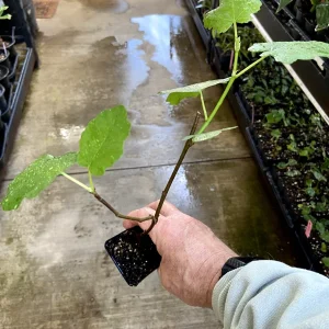 Magnolia Fig Tree - Live Fruiting Ficus Carica Plant - Outdoor Fruit Tree - Image 5