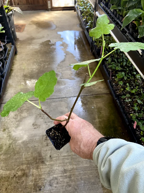 Magnolia Fig Tree - Live Fruiting Ficus Carica Plant - Outdoor Fruit Tree - Image 5