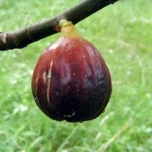 Magnolia Fig Tree - Live Fruiting Ficus Carica Plant - Outdoor Fruit Tree - Image 1