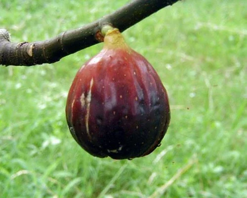 Magnolia Fig Tree - Live Fruiting Ficus Carica Plant - Outdoor Fruit Tree - Image 1