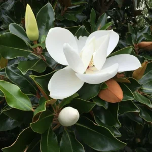 Magnolia Grandiflora Southern Magnolia Tree - Live Outdoor Plant - Image 2